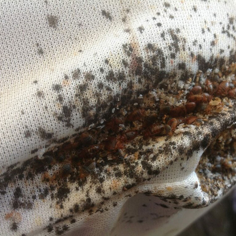 bed-bugs-on-mattress