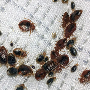 bed bug control