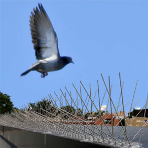 Bird Control