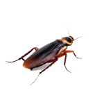 Cockroach