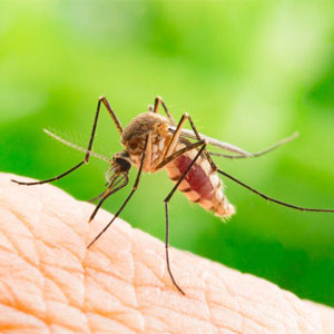 mosquitoes