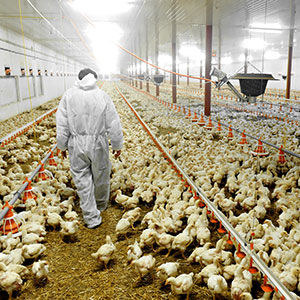 Poultry and farming