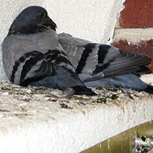 pigeon_dropping