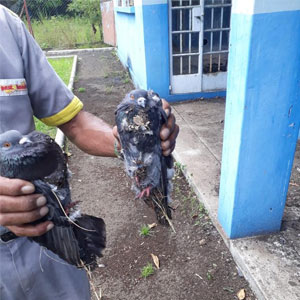 pigeon_handling