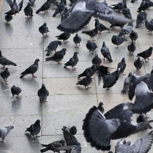 pigeon_on_building