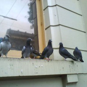 pigeon_on_building_2