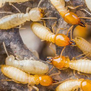 Termites