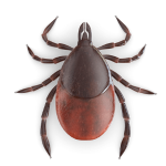 Ticks