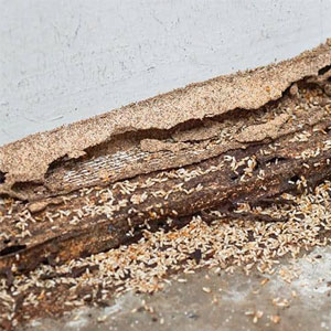 wood_termites